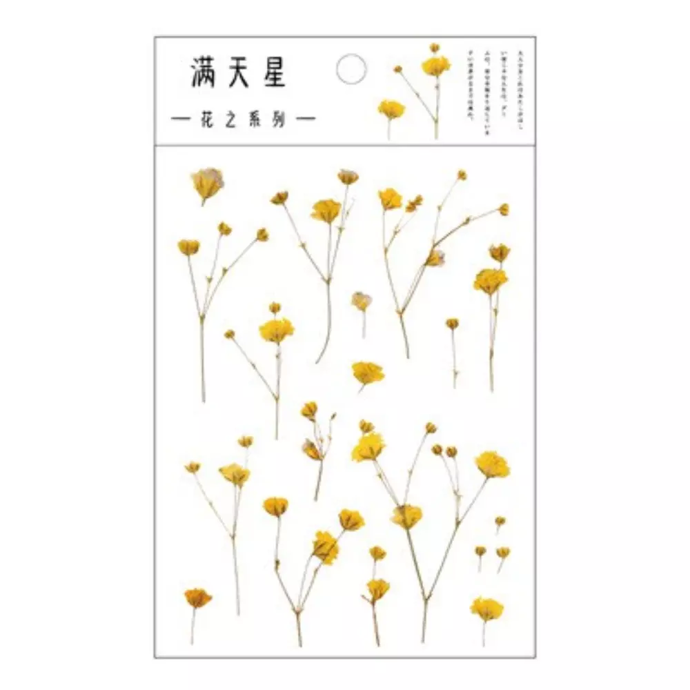 Gypsophila